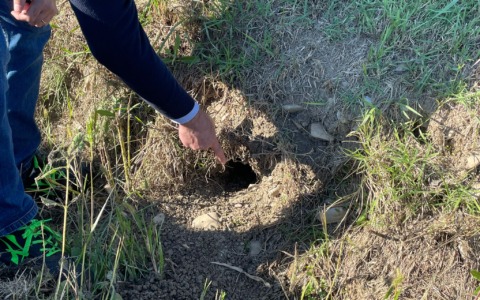 Invasione di arvicole: parla l’agronomo intervenuto al sopralluogo di Pontecurone