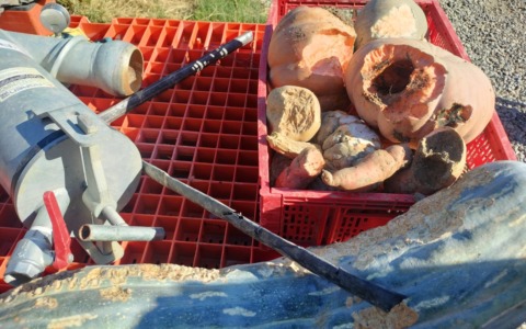 Non sono topi, ma stanno distruggendo le campagne dell’Alessandrino. Agricoltori disperati