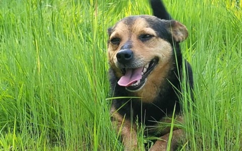 Cane ucciso da un colpo di fucile nelle campagne del Torinese, LNDC presenta denuncia