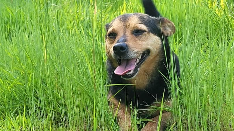 Cane ucciso da un colpo di fucile nelle campagne del Torinese, LNDC presenta denuncia