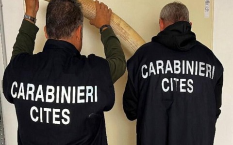 Sequestrate cinque zanne di elefante africano in un laboratorio di tassidermia nel Torinese