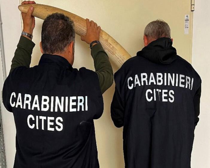 Sequestrate cinque zanne di elefante africano in un laboratorio di tassidermia nel Torinese