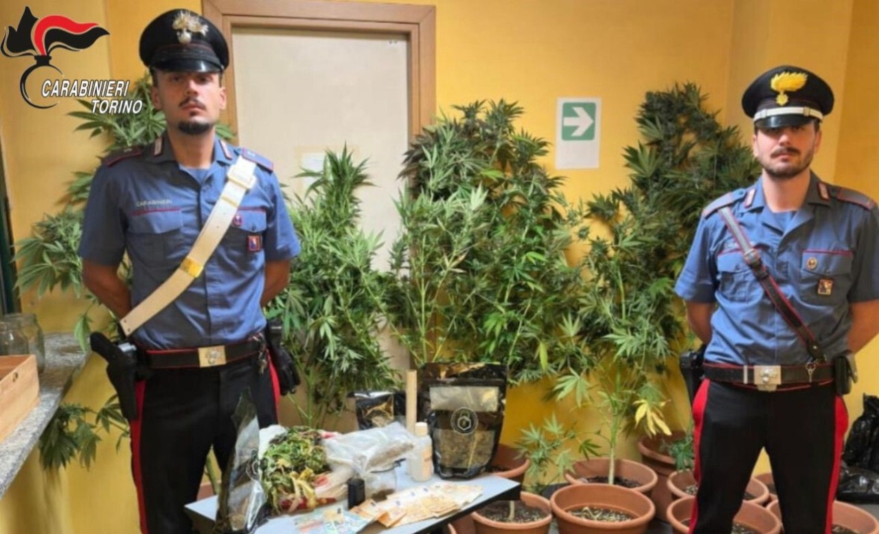 Coltiva marijuana nel giardino di casa, ma l’odore lo tradisce: arrestato 41enne a Chieri
