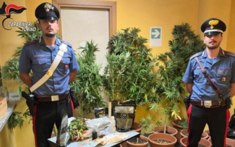 Coltiva marijuana nel giardino di casa, ma l’odore lo tradisce: arrestato 41enne a Chieri