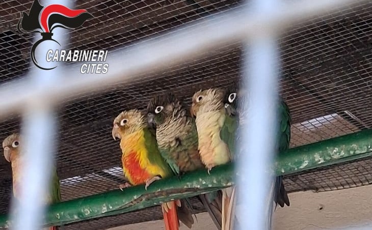 Scoperto giardino zoologico abusivo a Stresa: sequestrati pappagalli detenuti illegalmente