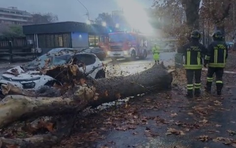 Il Comune di Alessandria abbatterà sei platani in Spalto Gamondio