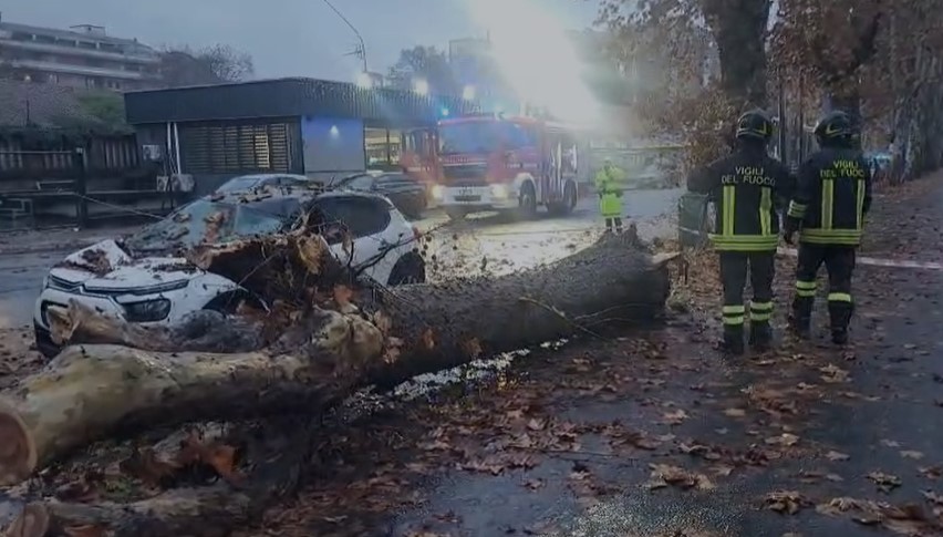 Il Comune di Alessandria abbatterà sei platani in Spalto Gamondio