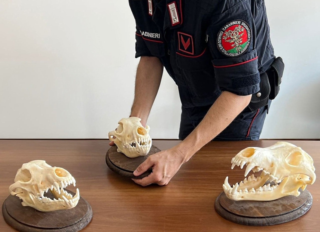 Operazione antibracconaggio nell’Alessandrino: i Carabinieri che scoprono armi e crani di lupo