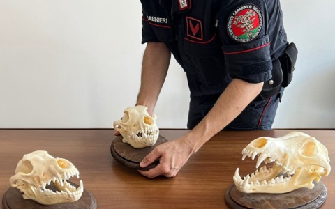Operazione antibracconaggio nell’Alessandrino: i Carabinieri che scoprono armi e crani di lupo