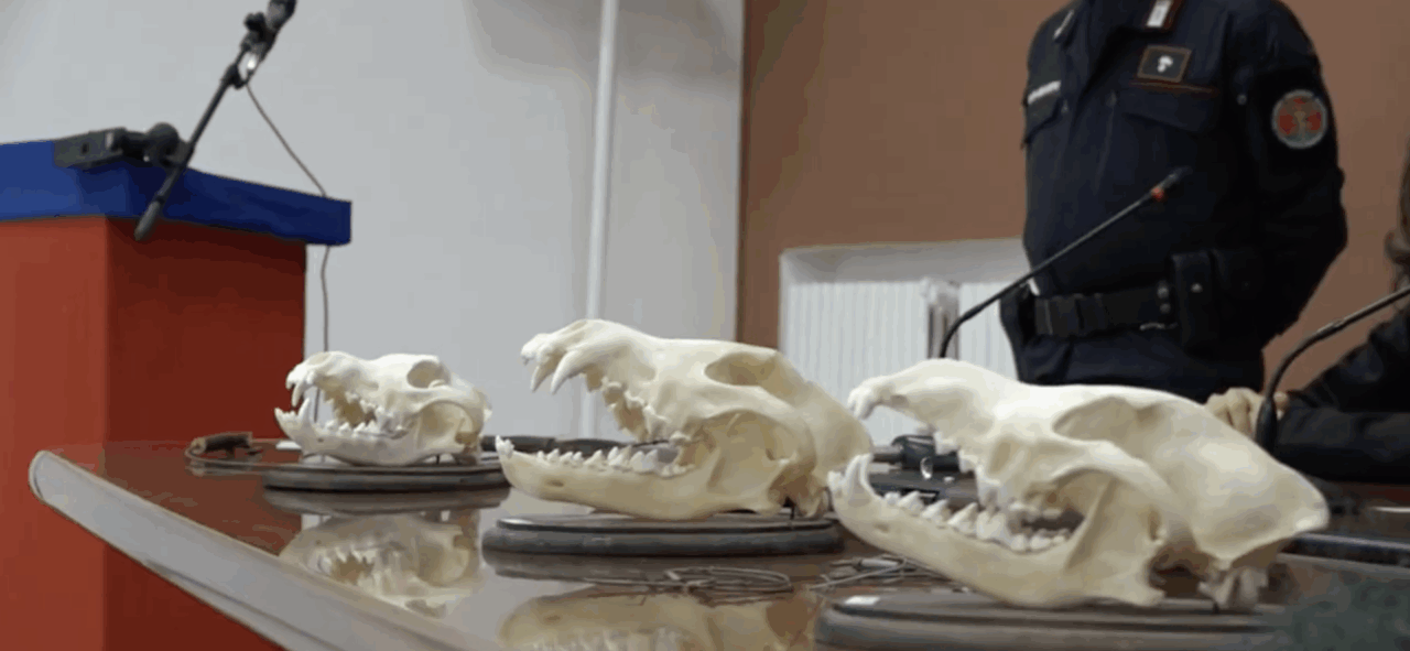 Operazione antibracconaggio dei carabinieri che scoprono armi e crani di lupo