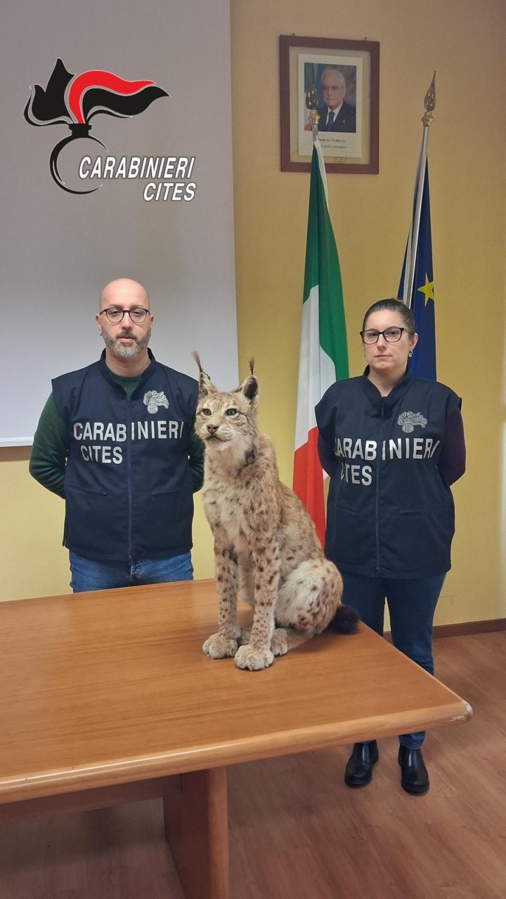 Torino, Carabinieri sequestrano esemplare imbalsamato di lince europea