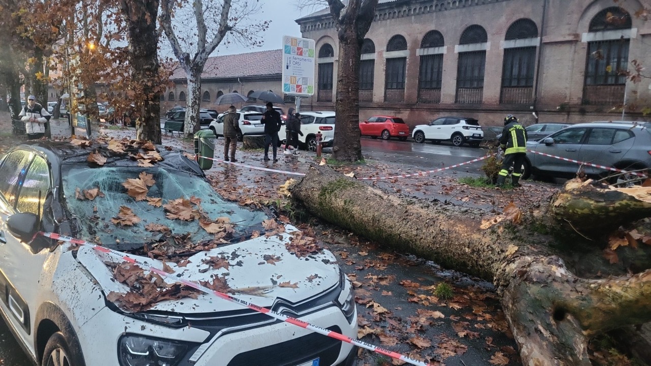 Alessandria, albero cade su due automobili parcheggiate in Spalto Gamondio: nessun ferito