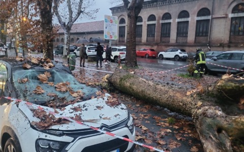 Alessandria, albero cade su due automobili parcheggiate in Spalto Gamondio: nessun ferito