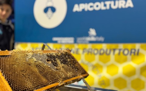 Bando “Il regno delle api, sentinelle della natura”: La Regione finanzia 50 progetti nelle scuole