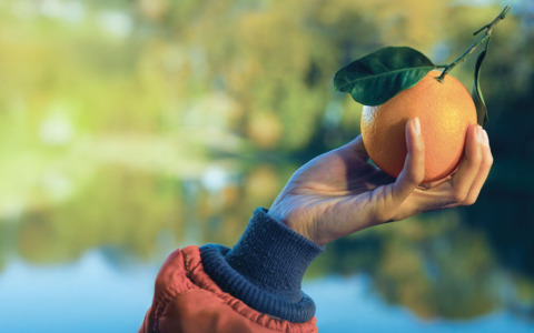Aumentano i casi di tumore, ma anche le guarigioni. Domani le arance dell’Airc nelle piazze