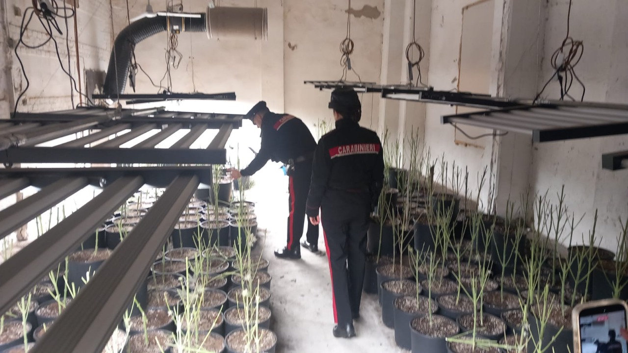 Balzola, sopralluogo dei Carabinieri nella “Serra dello sballo”