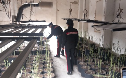 Balzola, sopralluogo dei Carabinieri nella “Serra dello sballo”