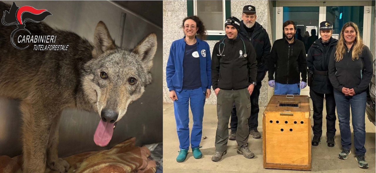 Novi Ligure: catturata e messa in sicurezza la giovane lupa avvistata in città