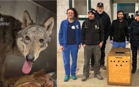 Novi Ligure: catturata e messa in sicurezza la giovane lupa avvistata in città
