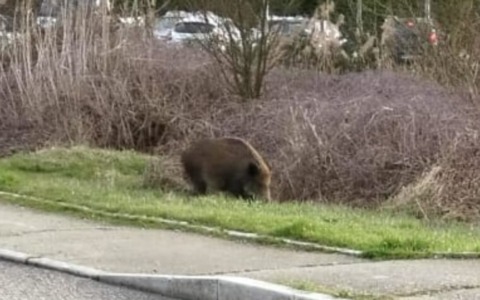 Cinghiali in via Parini ad Alessandria, Locci e Sciaudone (FdI) chiedono al Comune di intervenire