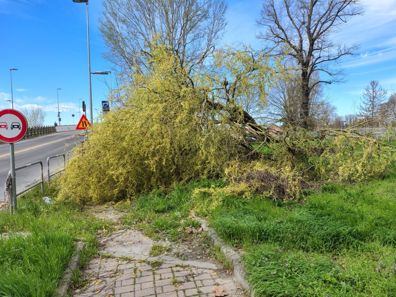 Forte vento in provincia di Alessandria: alberi e pali caduti, Casal Cermelli senza corrente elettrica