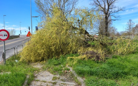 Forte vento in provincia di Alessandria: alberi e pali caduti, Casal Cermelli senza corrente elettrica