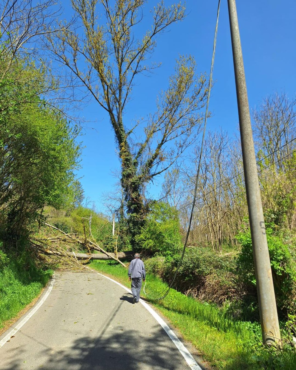 Vento forte in provincia di Alessandria: strada bloccata da un albero a Valle San Bartolomeo