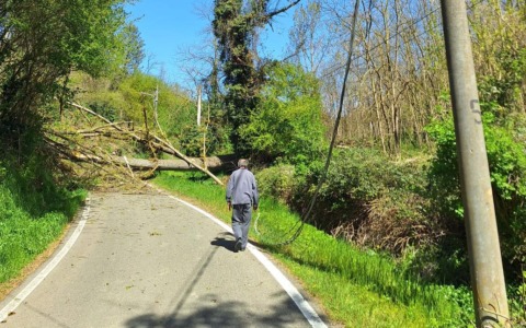 Vento forte in provincia di Alessandria: strada bloccata da un albero a Valle San Bartolomeo