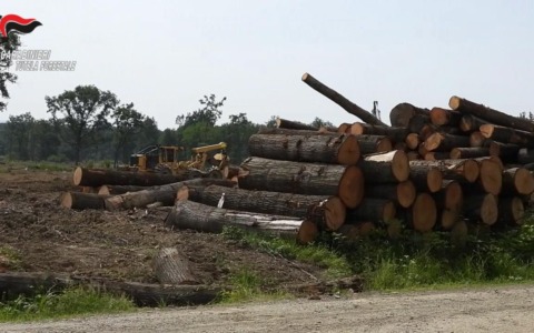 Disboscamento incontrollato alle porte di Torino: asportate più di 4.000 tonnellate di legname