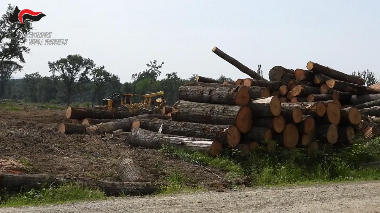 Disboscamento incontrollato alle porte di Torino: asportate più di 4.000 tonnellate di legname