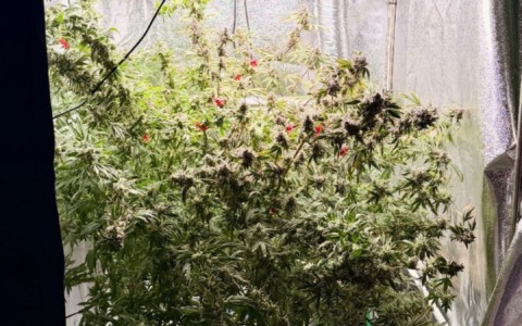 Serra indoor per la produzione di marijuana in un appartamento a Torino: arrestato 46enne