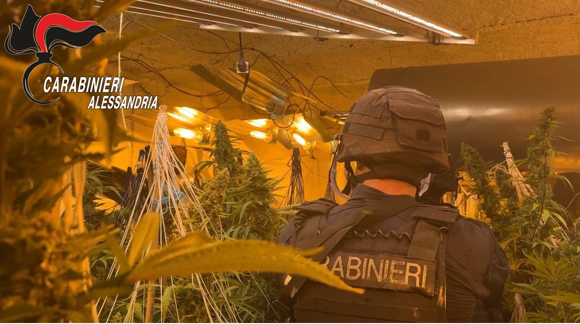 Maxi coltivazione di marijuana in un casolare nell’Acquese: un arresto e 135 chili di droga sequestrati