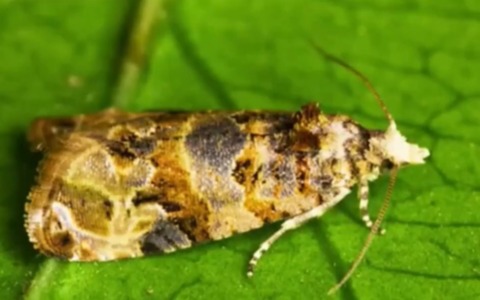 Dalle arvicole alla tignola da vite: è exploit di animali infestanti nell’Alessandrino