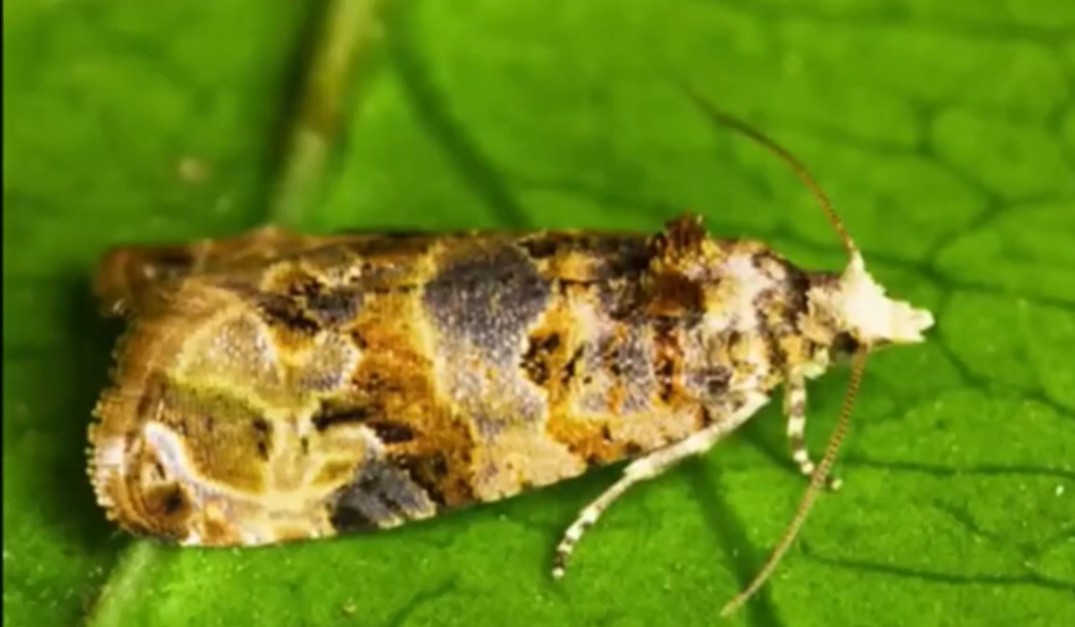 Dalle arvicole alla tignola da vite: è exploit di animali infestanti nell’Alessandrino