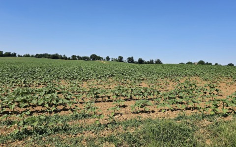 Crisi di Hormuz, agricoltura in affanno: raddoppiato il costo di gasolio e fertilizzanti