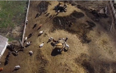 “Padania avvelenata”: il report di Greenpeace chiede lo stop agli allevamenti intensivi