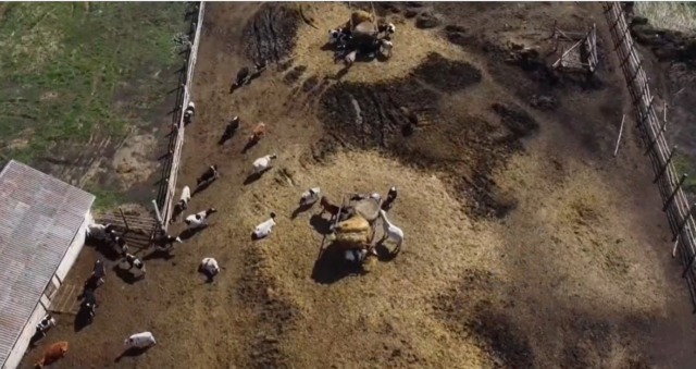 “Padania avvelenata”: il report di Greenpeace chiede lo stop agli allevamenti intensivi
