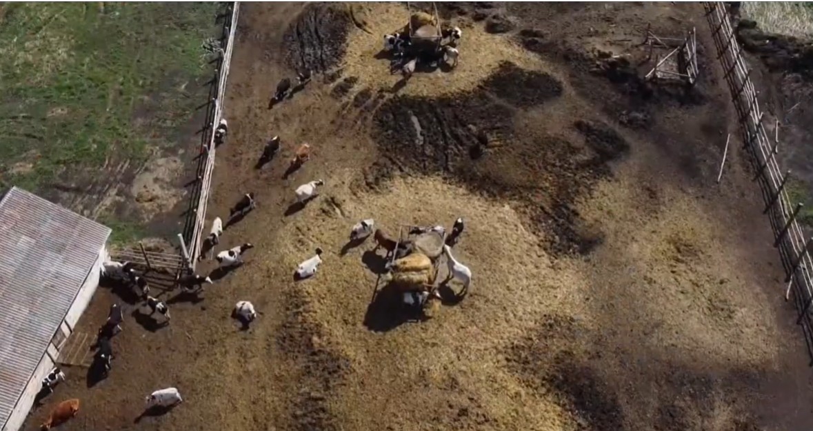 “Padania avvelenata”: il report di Greenpeace chiede lo stop agli allevamenti intensivi