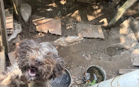 Cani rinchiusi in serragli minuscoli e nel più totale degrado: intervengono le Guardie Zoofile