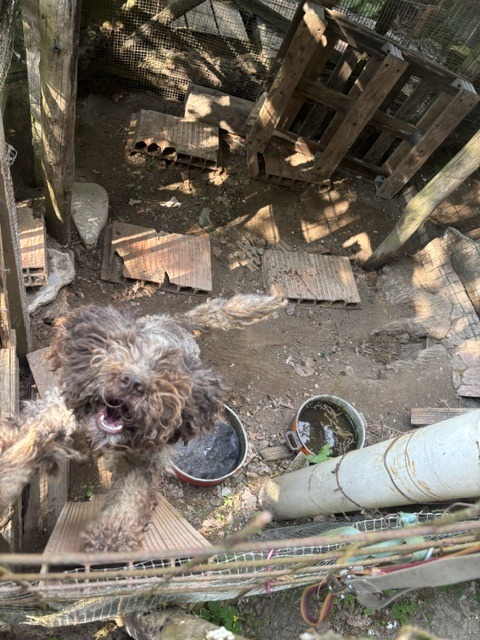 Cani rinchiusi in serragli minuscoli e nel più totale degrado: intervengono le Guardie Zoofile