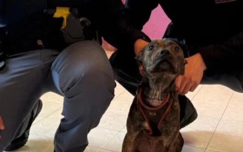 I poliziotti salvano un cane rinchiuso in un appartamento ad Alessandria