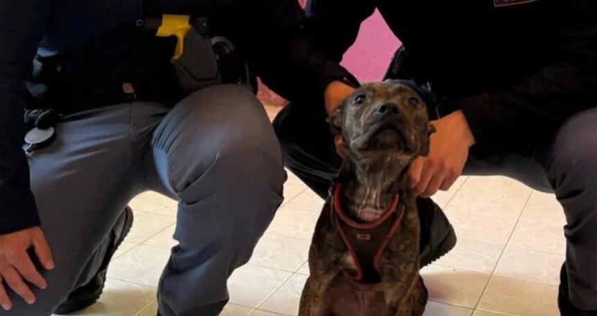 I poliziotti salvano un cane rinchiuso in un appartamento ad Alessandria