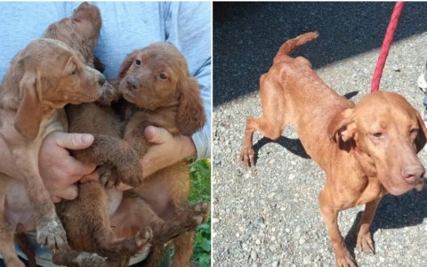 Venti cani sequestrati a Bosco Marengo, tra cui 11 cuccioli infestati dai parassiti