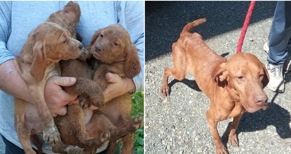 Venti cani sequestrati a Bosco Marengo, tra cui 11 cuccioli infestati dai parassiti