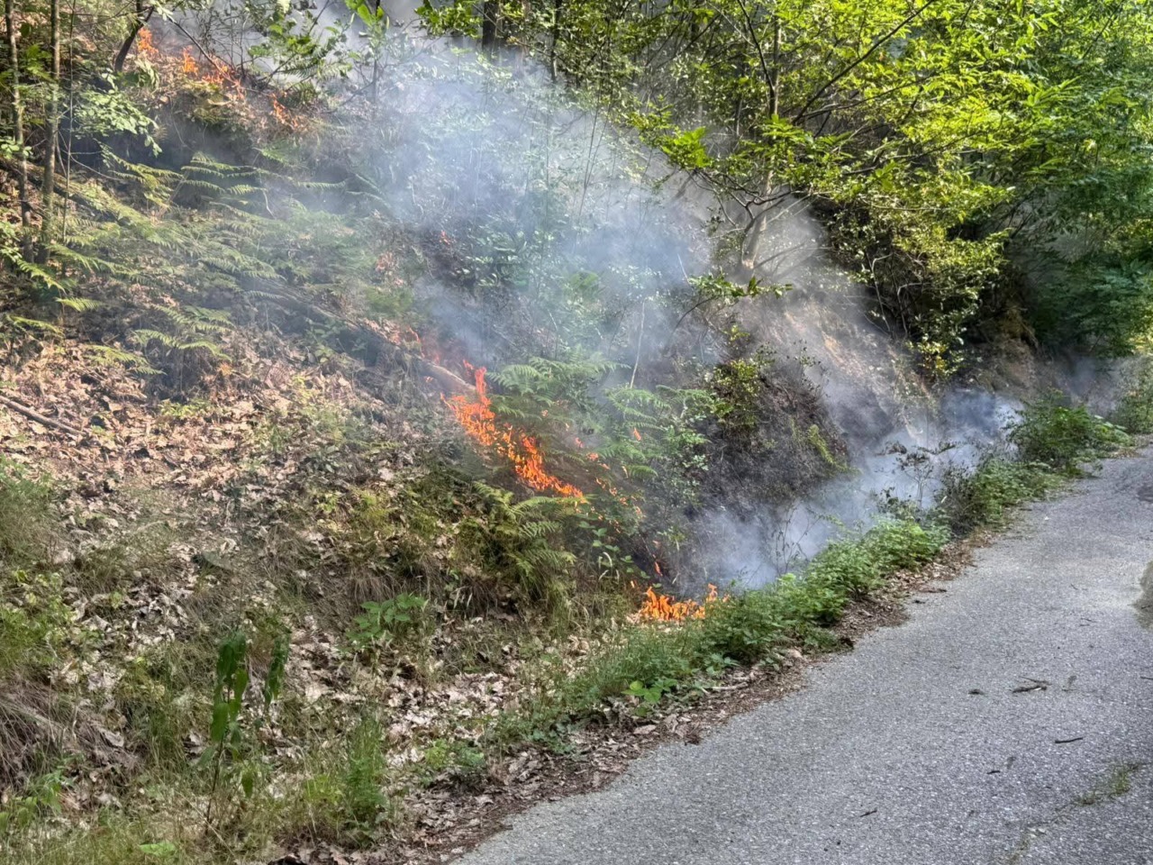 Incendio boschivo tra Belforte Monferrato e Gnocchetto