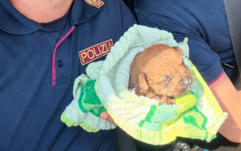Cucciolo di cane incastrato in una condotta fognaria a Torino: salvato dalla Polizia