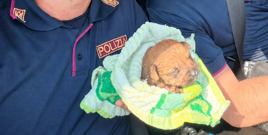 Cucciolo di cane incastrato in una condotta fognaria a Torino: salvato dalla Polizia