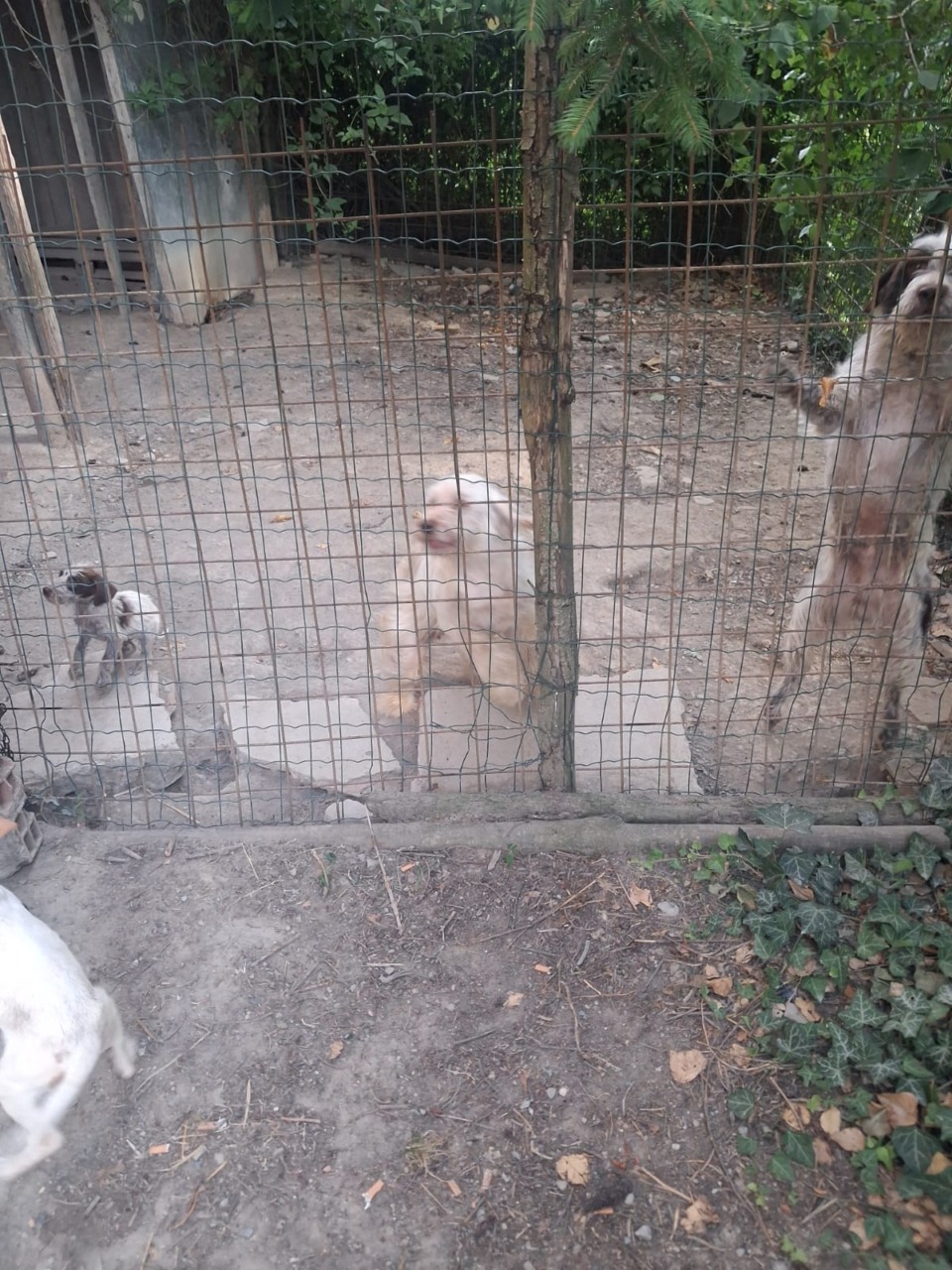 L’Oipa salva cinque cani dal più totale degrado. Tra loro due cuccioli di 60 giorni