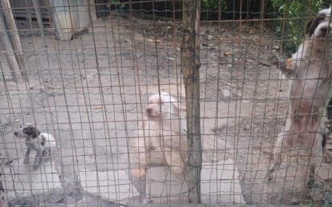 L’Oipa salva cinque cani dal più totale degrado. Tra loro due cuccioli di 60 giorni