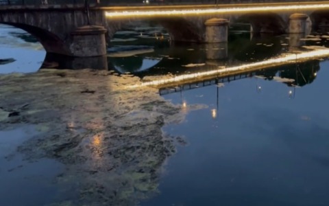 Torino, l’emergenza verde: il Po soffoca tra caldo e alghe
